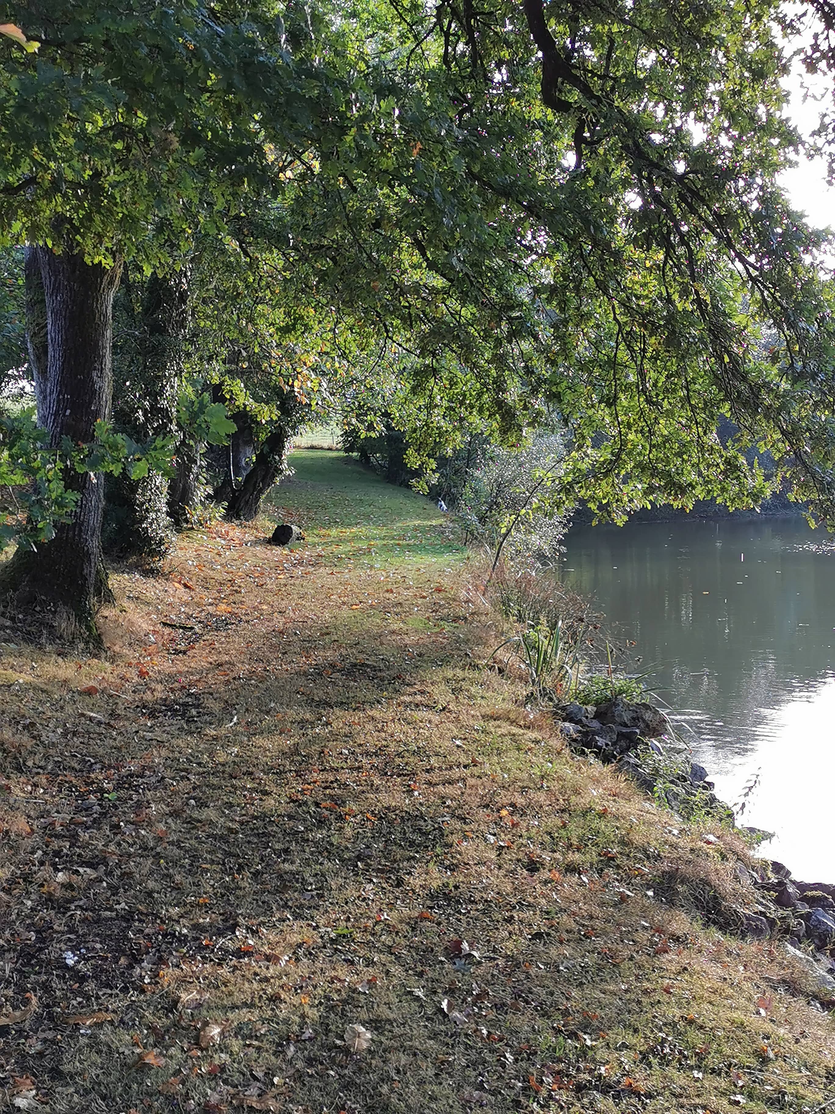 Uferweg am Fluss im Wald, mit Bäumen, Gras und Steinen am Ufer.