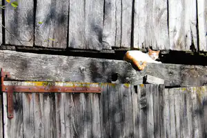 Katze sitzt auf einem Holzzaun, mit sichtbaren Holzlatten und einem kleinen Spalt im Zaun.