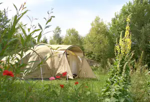 Zelte auf einem Campingplatz im Grünen, umgeben von Büschen und Blumen, mit Gras im Vordergrund.