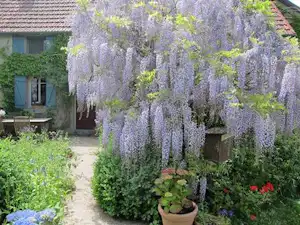 Blauviolette Wisteria-Blüten vor einem Campinghaus, mit Gartenweg, Töpfen und bunten Blumenbeeten.