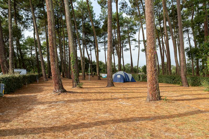 Camping La Civelle - Wald