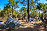 Camping La Côte d'Argent -  Zeltplatz im Schatten der Bäume  auf dem Campingplatz