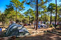 Camping La Côte d'Argent -  Zeltplatz im Schatten der Bäume  auf dem Campingplatz