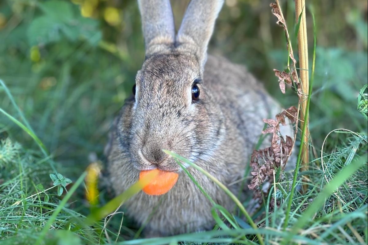 Camping La Cube - Hase auf dem Campingplatz