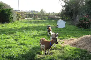 Camping La Ferme du Bord de Mer - Ziegen im Streichelzoo vom Campingplatz
