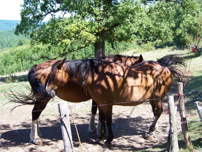 Camping La Ferme du Pelou