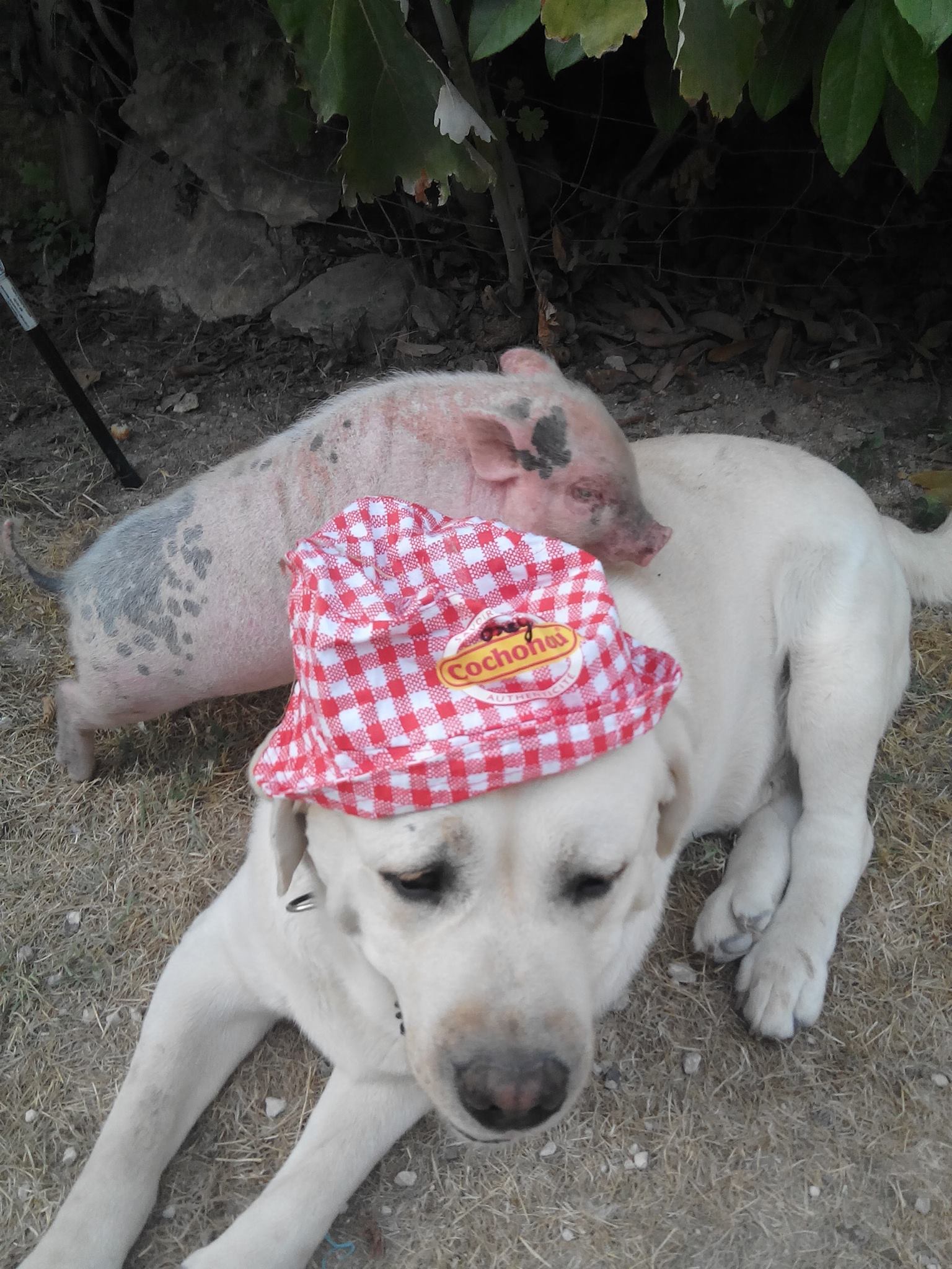 Camping La Ferme du Pelou