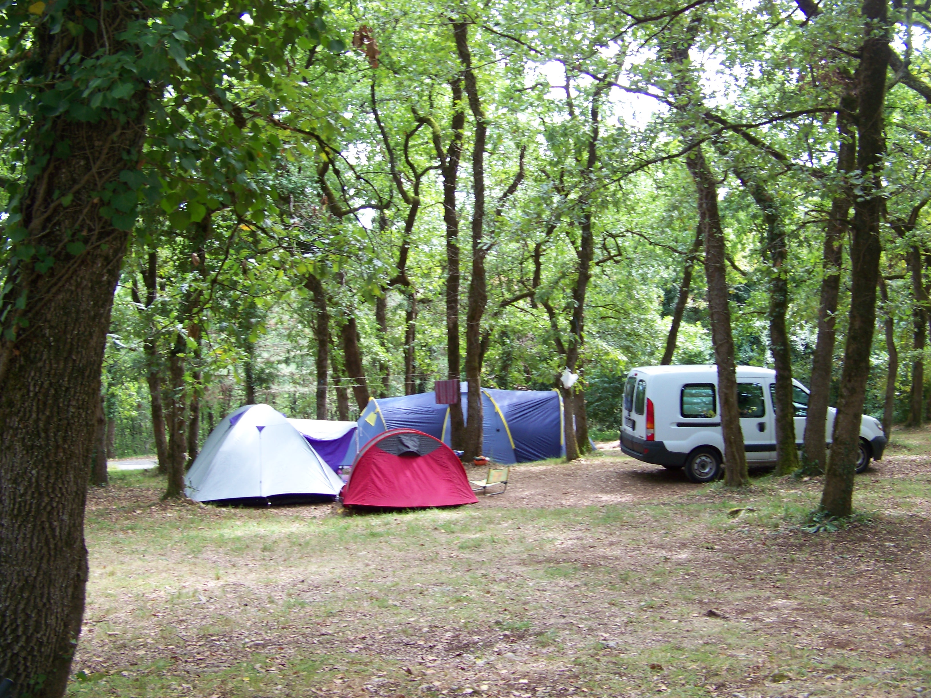 Zelte im Wald auf einem Campingplatz, daneben ein weißer Transporter zwischen Bäumen auf dem grasigen Stellplatz.
