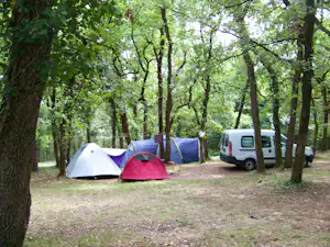 Zelte im Wald auf einem Campingplatz, daneben ein weißer Transporter zwischen Bäumen auf dem grasigen Stellplatz.