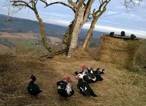 Camping La Ferme du Pelou