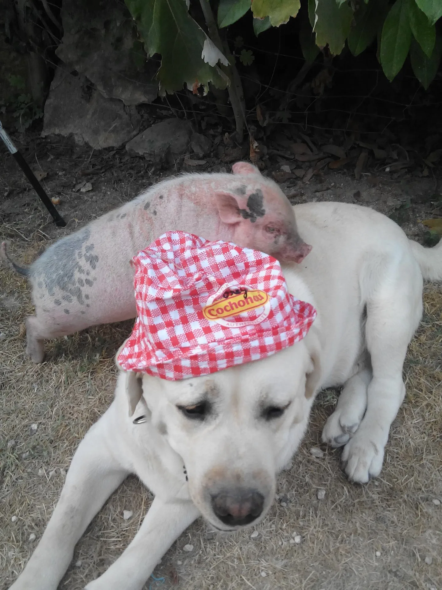 Camping La Ferme du Pelou