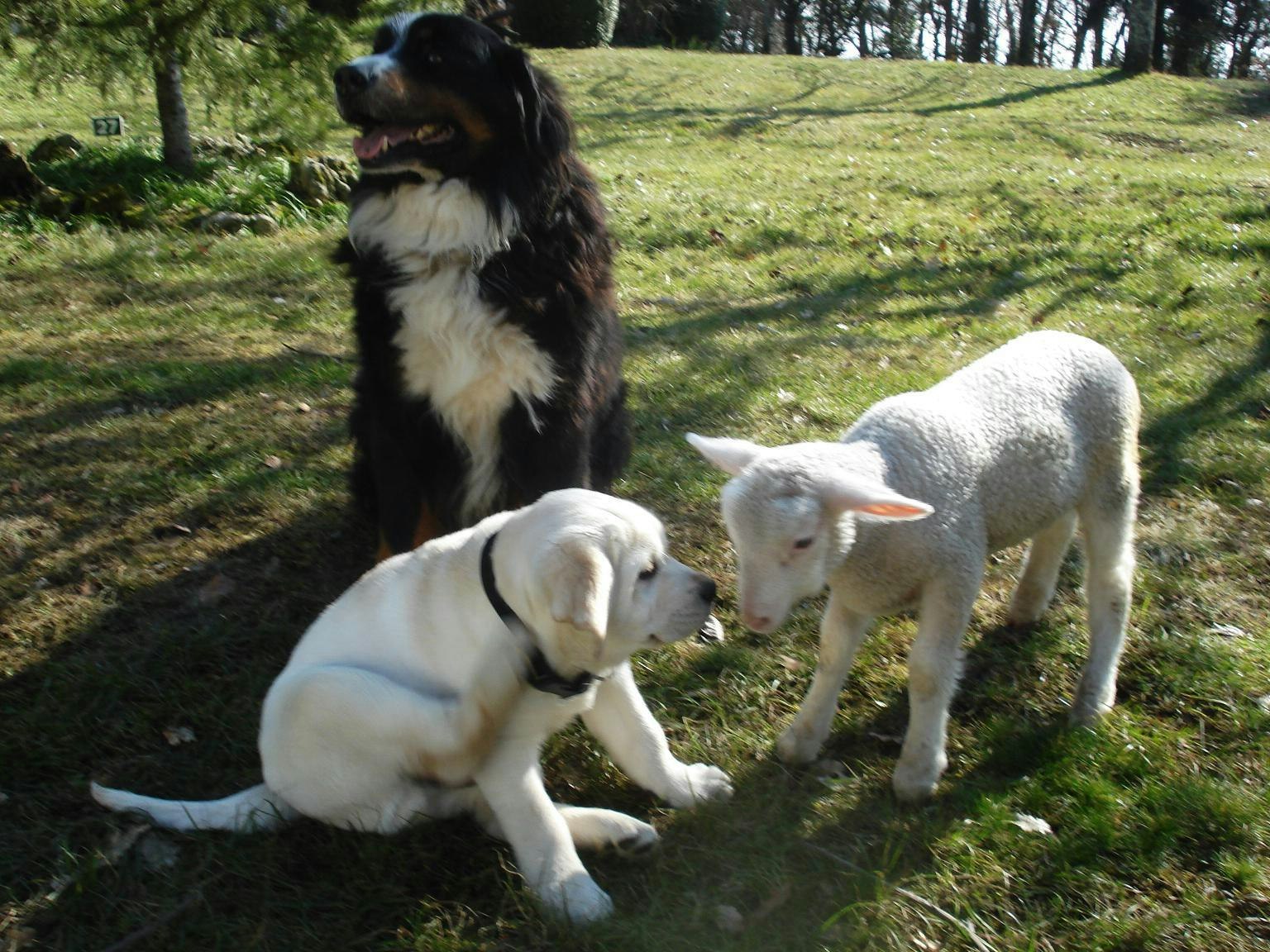 Camping La Ferme du Pelou