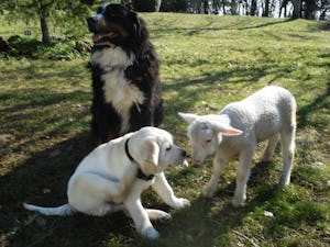 Camping La Ferme du Pelou