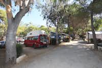 Camping La Foce - Campingbullis auf Stellplätzen unter Bäumen
