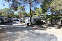 Camping La Foce - Strasse des Campingplatzes mit Stellplätzen unter Bäumen an beiden Seiten