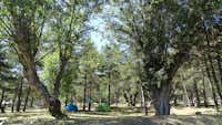 Camping La Fontaine de Réotier - Zeltplätze im Schatten der Bäume auf dem Campingplatz