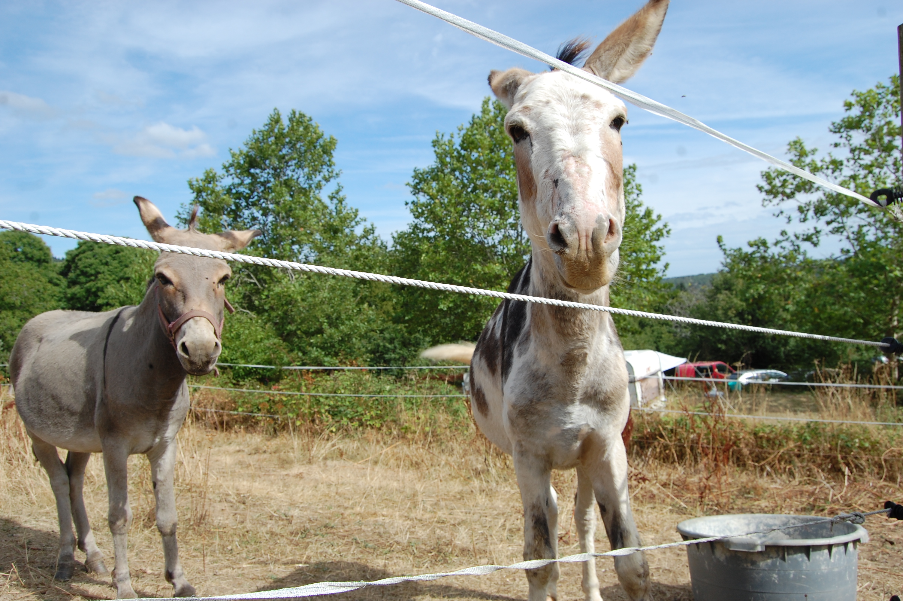 Camping La Foret du Morvan