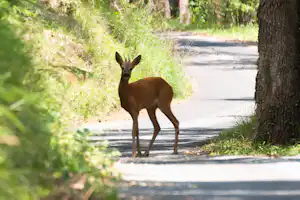 Ein Reh steht auf einem Waldweg zwischen Gras und Bäumen, im Hintergrund ein Wegabschnitt.