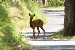 Camping La Forêt - Fauna auf dem Campingplatz