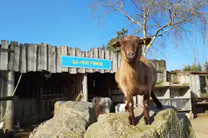 Ziegen stehen auf Felsen vor einem Holzzaun, im Hintergrund ein Schild „La Mini Ferme“ und ein Baum.