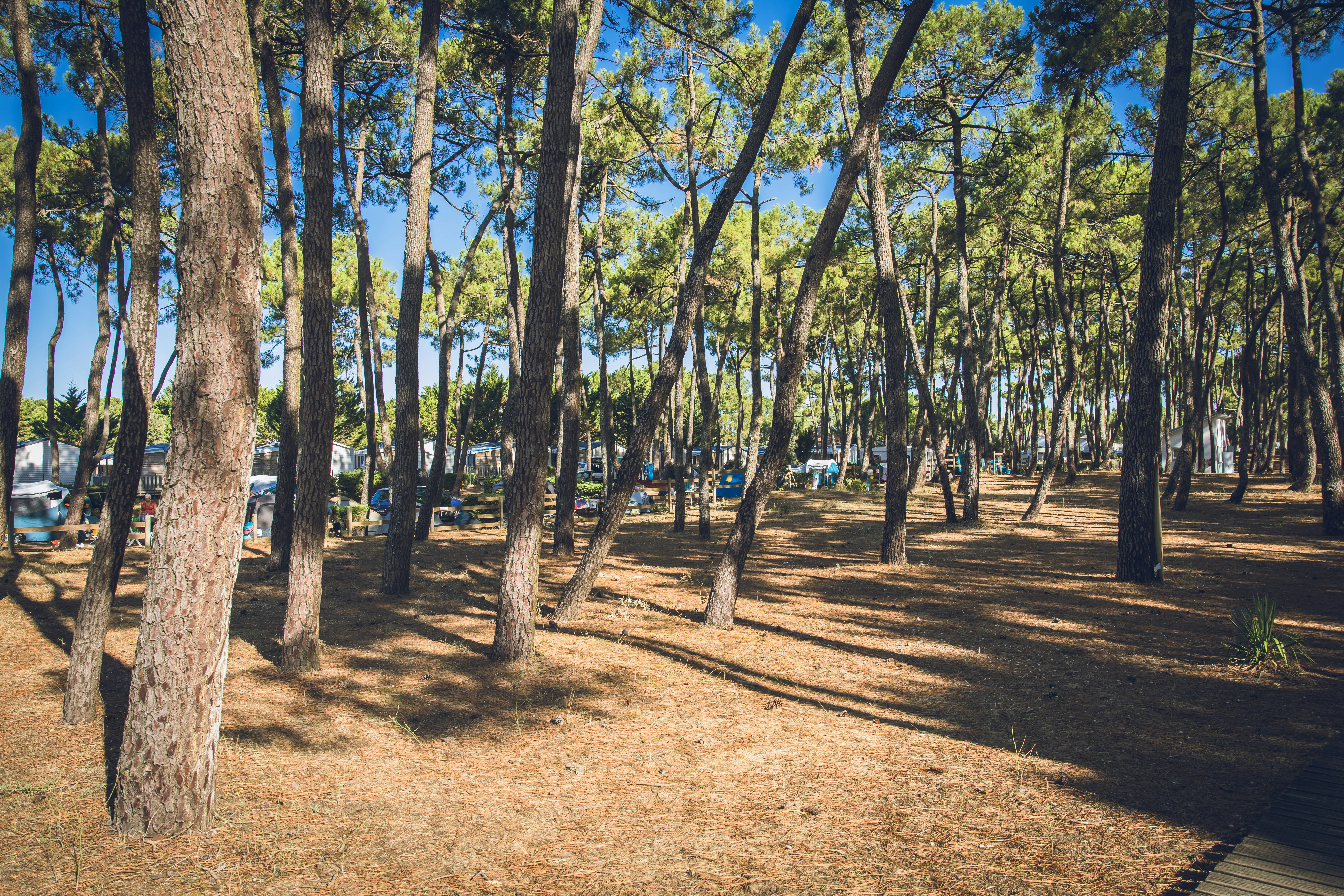 Camping La Grière - Standplätze zwischen den Bäumen auf dem Campingplatz