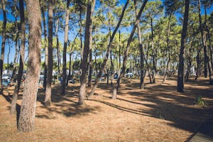 Camping La Grière - Standplätze zwischen den Bäumen auf dem Campingplatz