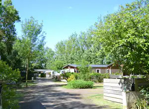 Campingweg zwischen grünen Bäumen, mit Mobilheimen und Hecken entlang des Weges.
