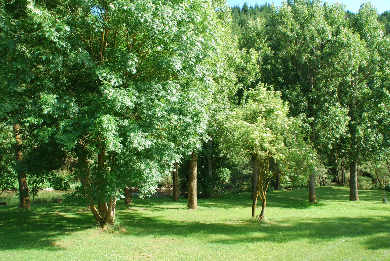 Grüner Campingbereich mit Rasen und vielen Bäumen im Hintergrund, sonnig und ruhig.