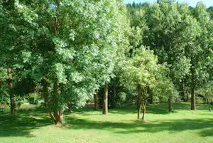 Grüner Campingbereich mit Rasen und vielen Bäumen im Hintergrund, sonnig und ruhig.
