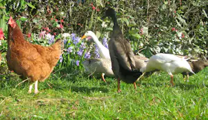 Mehrere Hühner laufen im grünen Gras zwischen Blumen und Büschen im Garten.