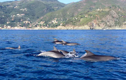 Camping La Pineta (Sestri Levante)