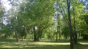 Sonniger Wald mit vielen Bäumen und Lichtschatten auf einer grünen Wiese, ideal für einen Campingplatz in der Natur.