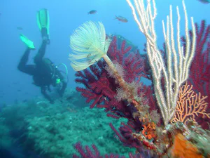Camping La Tour Fondue