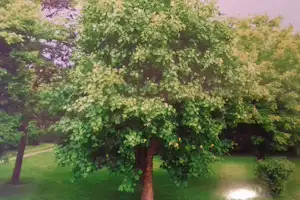 Großer Baum mit dichtem Laub im Vordergrund, dahinter grüner Rasen und ein kleiner Teich im Garten.