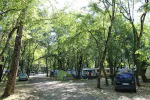 Campingplatz im Wald: Zelte und geparkte Autos entlang eines schmalen Wegs zwischen hohen Bäumen.
