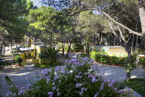 Camping La Vecchia Torre - Mobilheime vom Campingplatz mit Veranden zwischen Bäumen