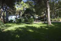 Camping La Vecchia Torre  -  Stellplatz vom Campingplatz zwischen Bäumen auf grüner Wiese