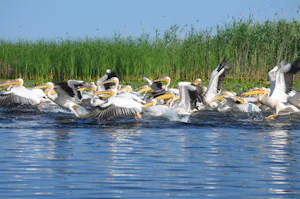 Camping Lac Murighiol - Birdwatching auf dem Fluss in der Nähe vom Campingplatz