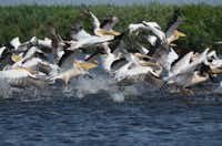 Camping Lac Murighiol - Pelikane im Wasser