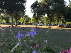 Blick auf eine Campingwiese mit blauen Blüten im Vordergrund und Bäumen, im Hintergrund ein Wohnwagen und ein Auto.