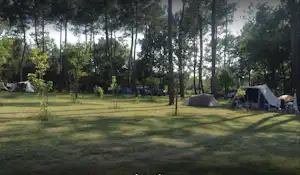 Zelte auf einem Campingplatz auf einer Wiese zwischen hohen Bäumen, mit weiteren Zelten und Campingstühlen am Rand.