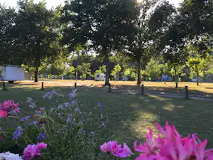 Lila Blumen im Vordergrund auf einer Wiese, dahinter Bäume und ein Wohnwagen auf dem Campingplatz.