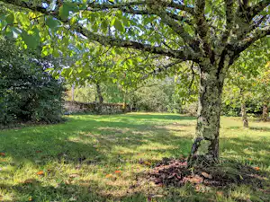 Grüner Campingbereich mit Rasenfläche und großen Bäumen, im Hintergrund Hecke und Zaun.