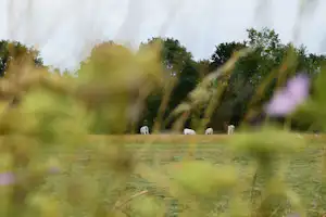 Camping Landløk - Kühe grasen auf der Wiese