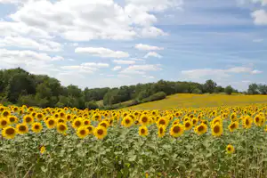 Sonnenblumenfeld vor grünem Wald und Wiesen, mit blauem Himmel und Wolken am Campingausflug.