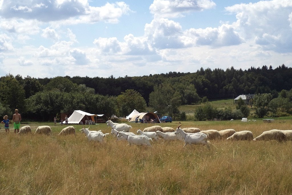 Camping Lazy - Schafherde auf einer Wiese mit dem Campingplatz im Hintergrund