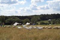 Camping Lazy - Schafherde auf einer Wiese mit dem Campingplatz im Hintergrund