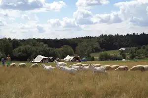 Camping Lazy - Schafherde auf einer Wiese mit dem Campingplatz im Hintergrund