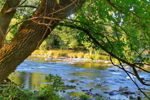 Ein Fluss mit ruhigem Wasser unter einer großen Baumkrone, im Vordergrund Gras und Steine am Ufer.