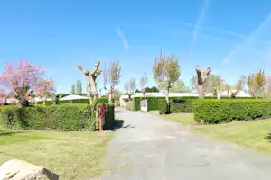 Campingweg mit Hecken und Rasen, mehrere Bäume mit weißem Stamm, im Hintergrund Zelte und Gebäude.